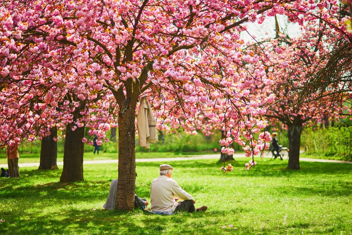 Old man sitting under beautiful pink cherry blossom tree in full bloom on a spring day