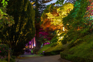 Botanic garden illuminated with artificial lights