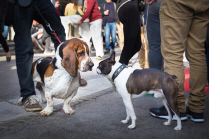 Two cute urban dogs, basset hound and french bulldog, getting to know and greeting each other by sniffing in crowd of people at street event.
