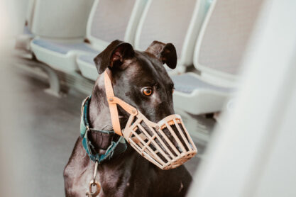 Greyhound wearing muzzle at subway