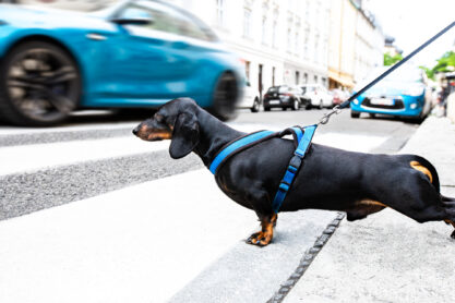 dachshund or sausage dog waiting for owner to cross the street over crossing walk with leash,