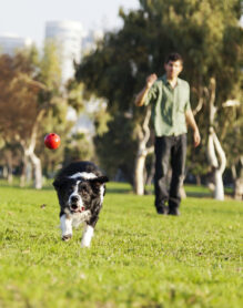 A Border Collie dog caught in the middle of catching a red rubber ball, on a sunny day at an urban park. His owner can be seen observing the action from the background.