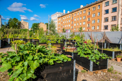 Urban gardening - community garden in center of the city with raised beds. Urban Horticulture. Selective focus. High quality photo