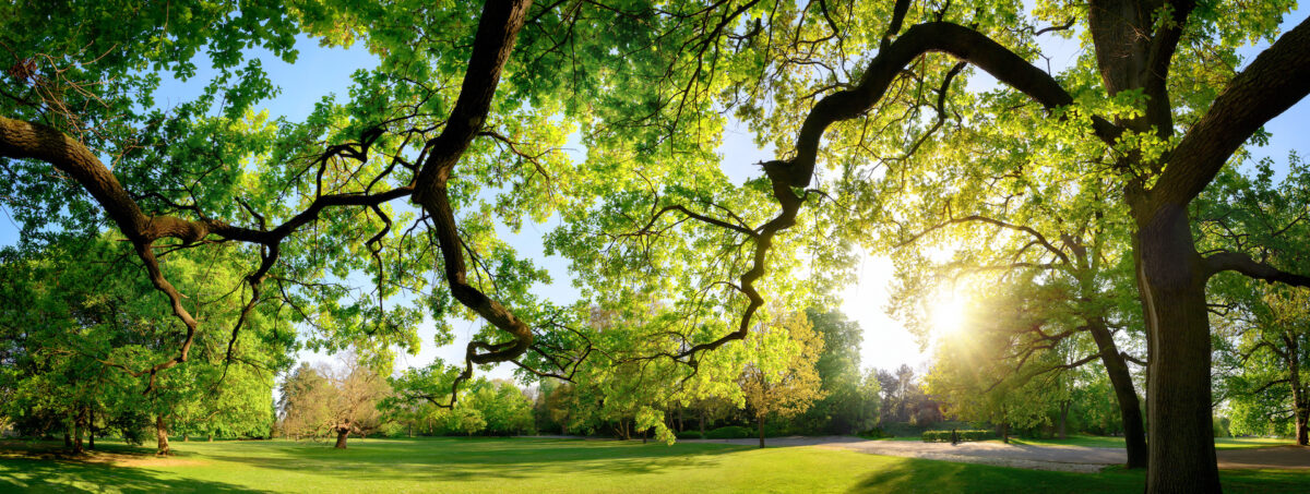 Tranquil panoramic scenery in a beautiful park with a meadow and the sun shining through the green branches of a large oak tree