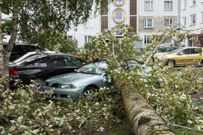 a strong september wind broke a tree that fell on a car parked nearby, disaster backgroiund