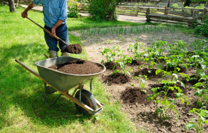 Gardener earthing up potato palnts