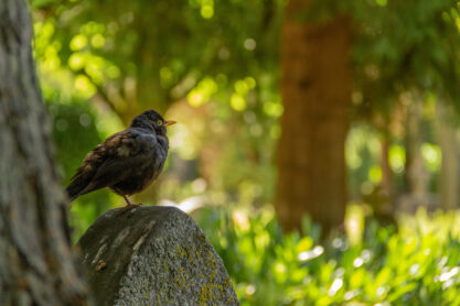 A female blackbird sitting on a tombstone at a lush green graveyard during summertime in Lund, Sweden