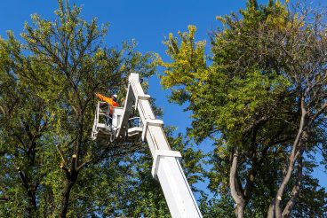two well-equipped workers were uploaded high to cut the city trees. care of trees and bushes in the urban environment.