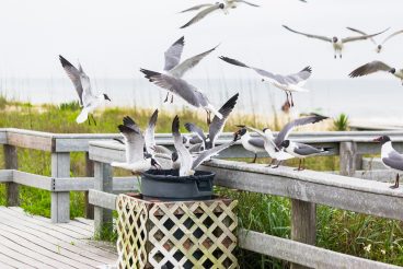 A large group of gulls stealing food from a garbage can.